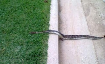 Preocupación: aparece un ofidio en la plaza “Manuel Belgrano”