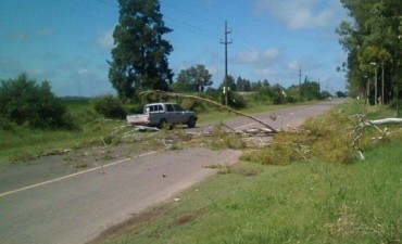 Cayó un árbol en Acceso Maiztegui