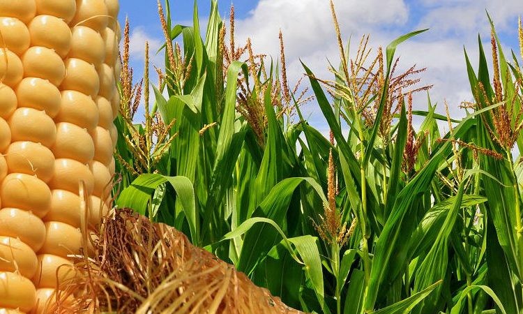 Se estiman 44 Millones de  Toneladas de maíz para la campaña  2018/19 