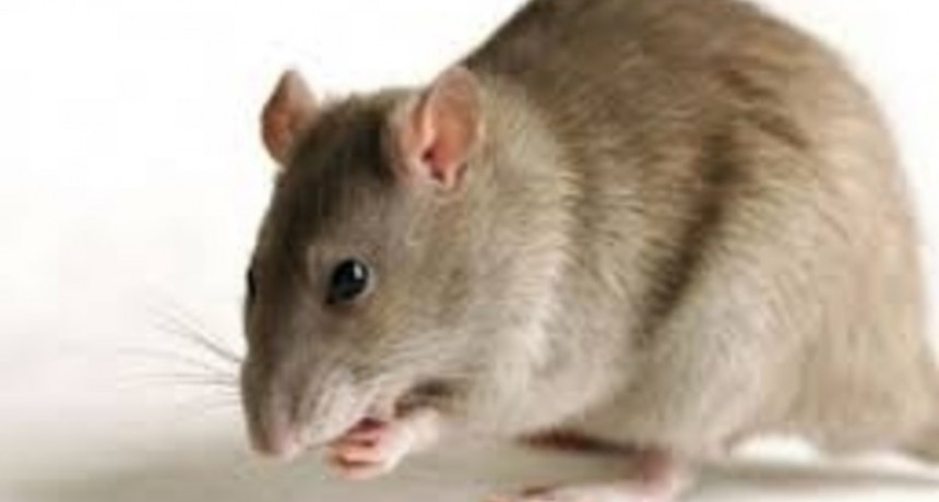 Confirman un caso de Hantavirus en San Pedro