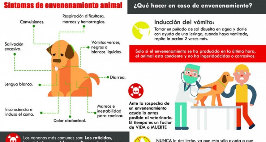 Terrible: envenenaron perros