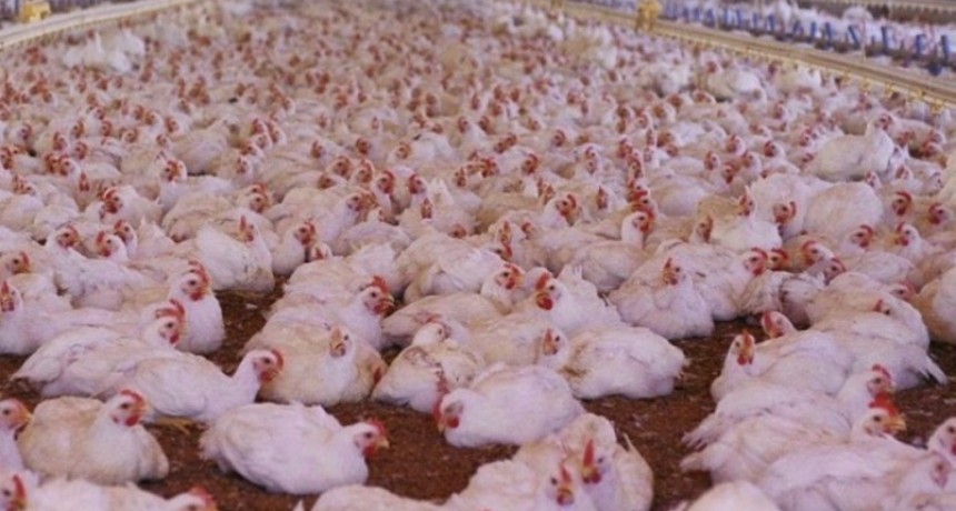Crecerán la producción y el consumo de carne de pollo