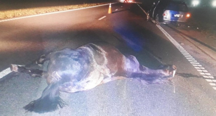 Se chocaron un caballo en ruta 9