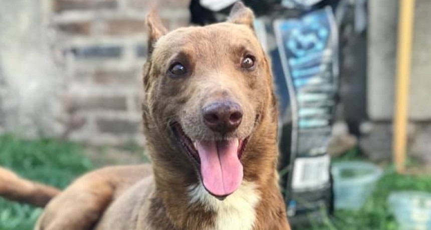 El incansable trabajo de la ONG Animales Ramallo