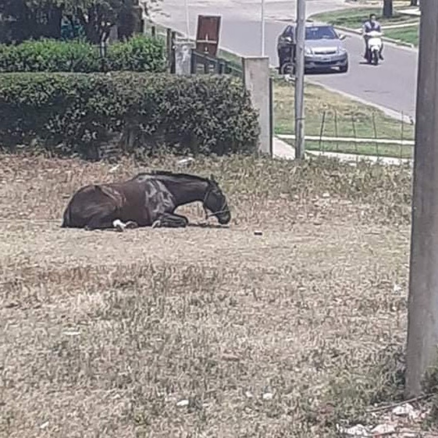 Piden la intervención del municipio frente al maltrato de los caballos
