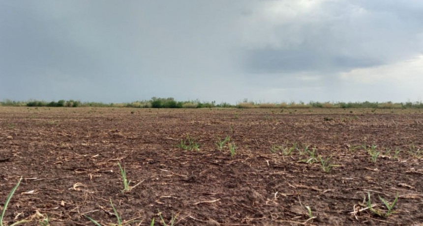 Llovió en el inicio del 2023: las precipitaciones fueron insuficientes, pero trajeron algo de alivio para el campo