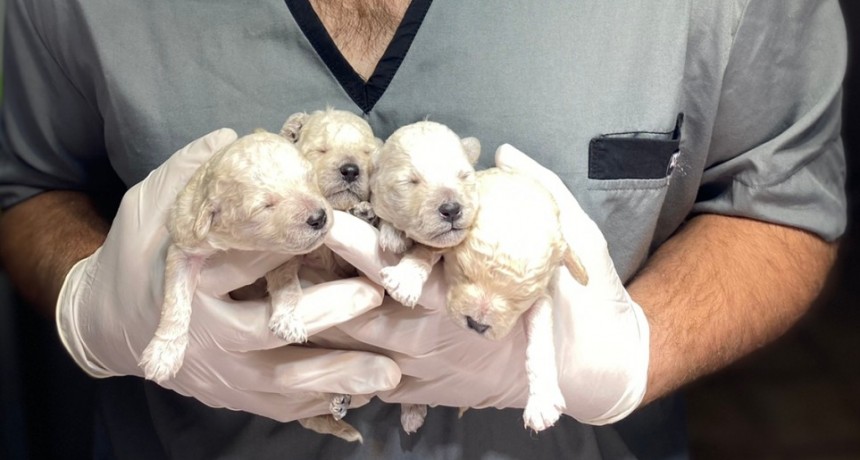 Gastón Britos, el médico veterinario que cuenta historias y educa desde la redes