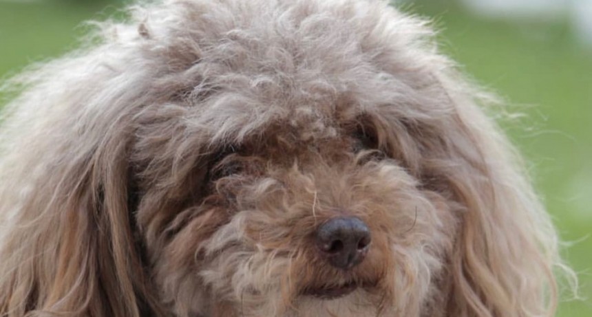 “Si tenes a Sam...devolvelo, una familia lo está esperando”, el pedido que se repite día a día en las redes sociales de los ramallenses