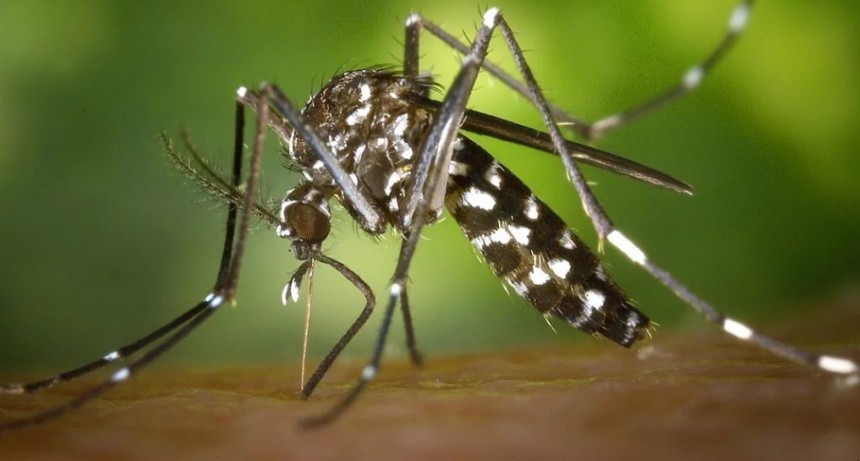 Las autoridades sanitarias confirmaron también un caso de dengue importado en las últimas horas