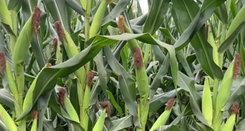 Buenas perspectivas para la campaña de maíz: 