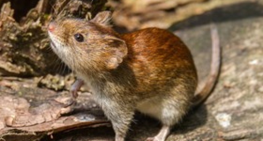 Alerta sanitaria por hantavirus: “Estamos en la cresta de la ola y hay que extremar los cuidados”