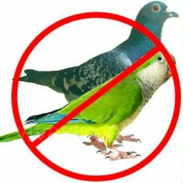 Presentan el plan de control de cotorras en Ramallo