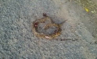 Alertan por la aparición de ofidios