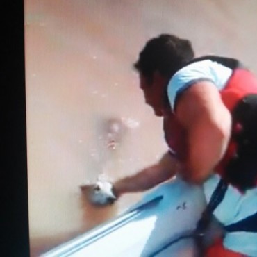 Encuentran y rescatan a un perro que había sido tirado en el medio del río Paraná