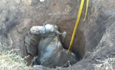 Bomberos rescató un equino sano y salvo