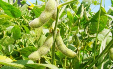 Suben expectativas en soja pero hay alerta por enfermedades