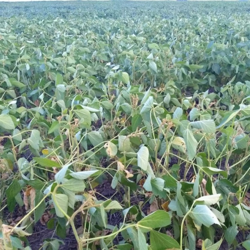 Estado de los cultivos