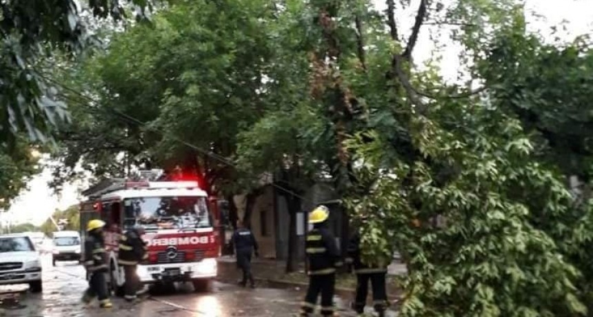 El temporal provocó daños y caída de árboles