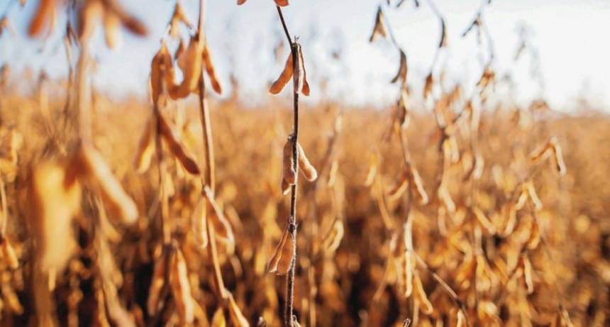 Golpe a la recaudación: Adiós al 35% de los cultivos de soja
