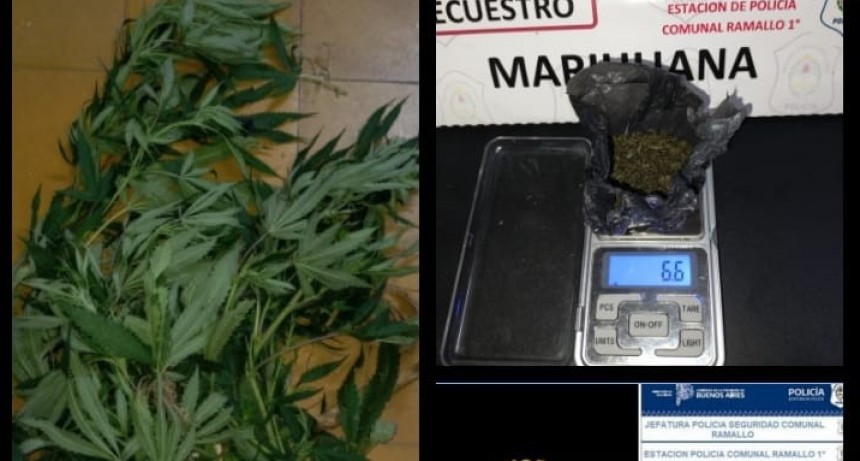Detenidos por tenencia de marihuana