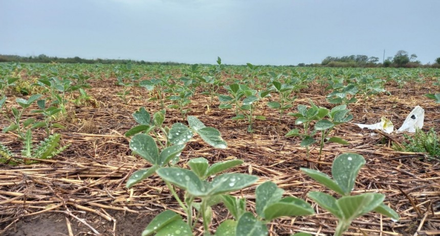 Después de la ola de calor, llegaron las lluvias pero fueron escasas