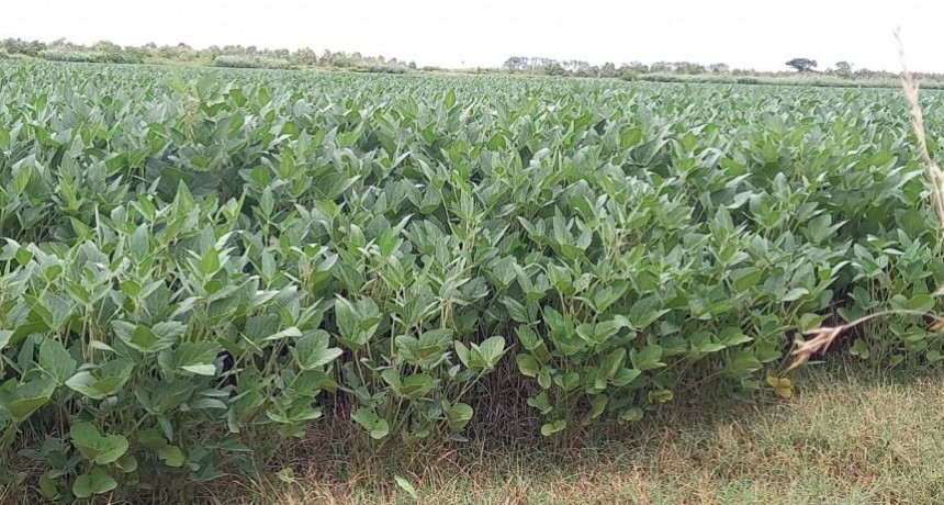 Tras varias jornadas a la baja, la soja logró experimentar una recuperación