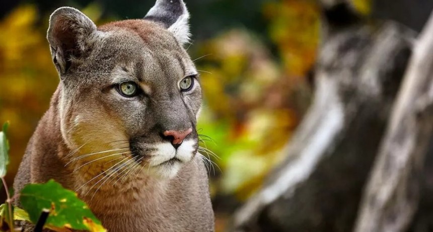 Pumas atacan en Conesa y provocan pérdidas millonarias para los productores