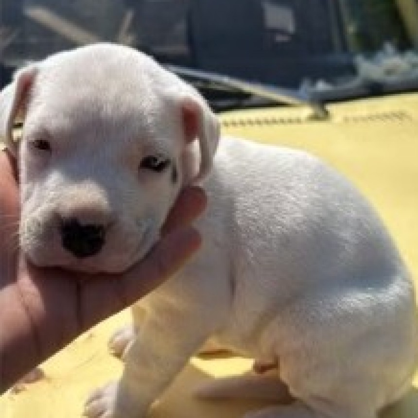 Recuperaron cachorro Dogo argentino robado en Villa Ramallo