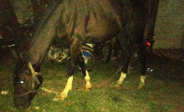 Un caballo suelto en plena Avenida San Martín