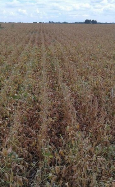 Solicitaron la emergencia agropecuaria