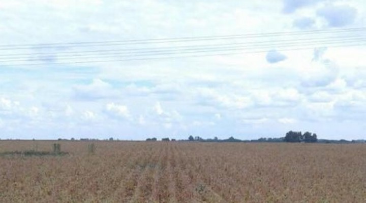 Los rindes se desmoronan, estimándose la producción de soja en 40 Mt y la de maíz en 32 Mt