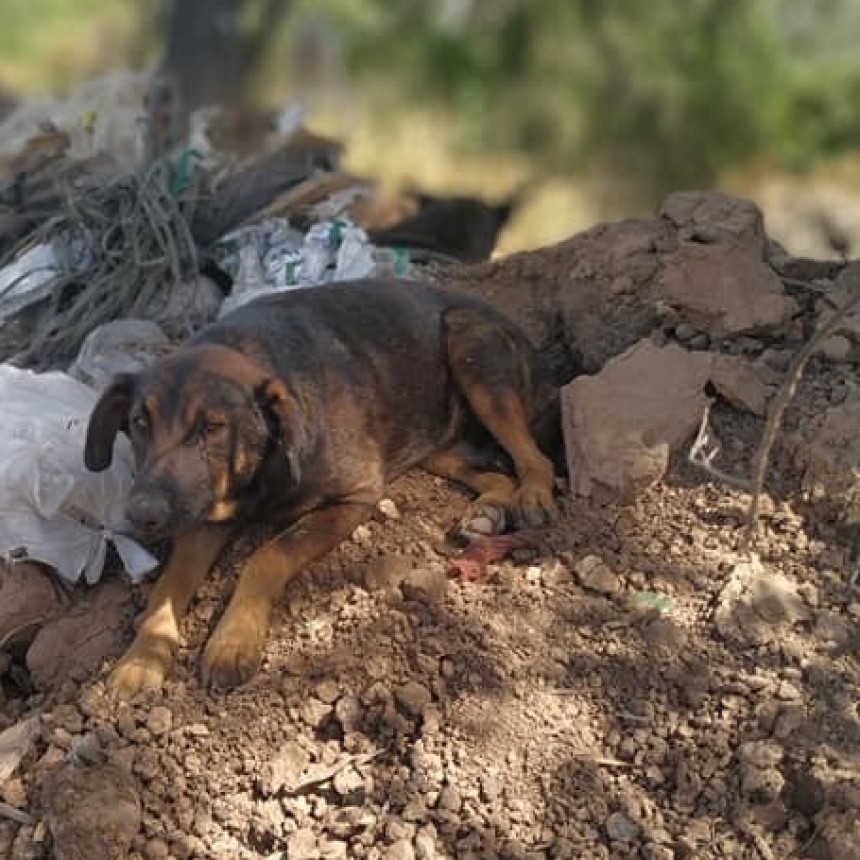 La ONG Animales Ramallo rescató 107 perros del basural