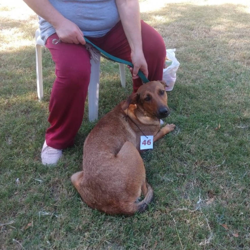 Jornada de Castración