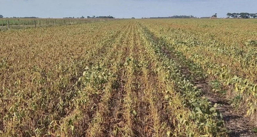 Dramática situación de los cultivos en la región