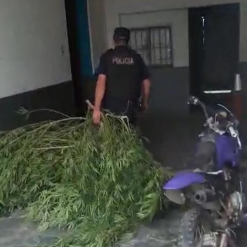 En tres allanamientos secuestran una importante cantidad de plantas de marihuana