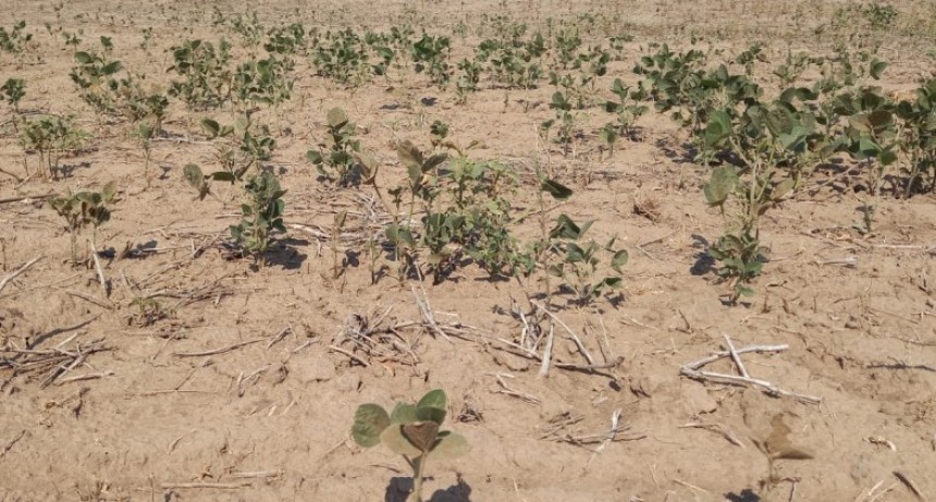 En el norte de la provincia de Buenos Aires afirman que las pérdidas del campo 