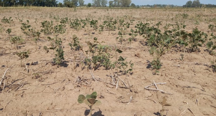  El Estado se queda con casi 80 de cada 100 pesos que genera el campo
