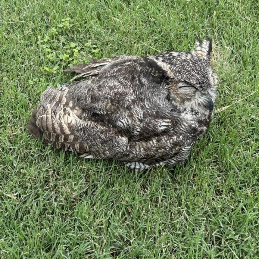 Un búho rescatado en la ruta: solidaridad y acción en San Nicolás