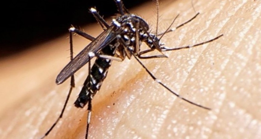 Nuevo caso de dengue en Villa Ramallo