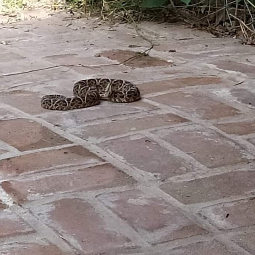 Susto en una vivienda de Ramallo
