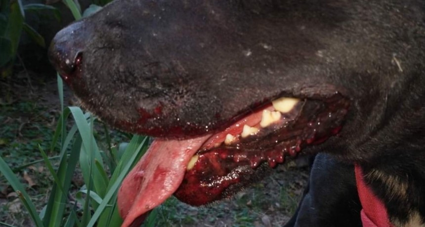 ¿Y la Ordenanza de Pirotecnia Cero?