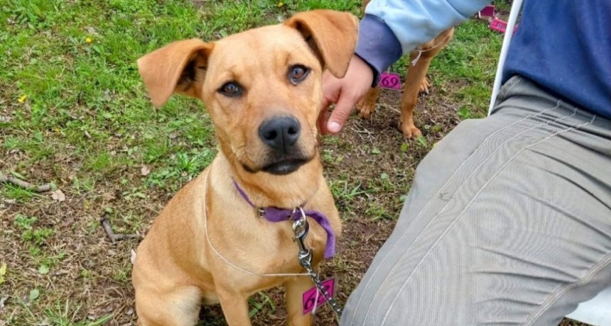 El Gobierno local informó que avanza con acciones desde el área de Sanidad Animal en la población canina