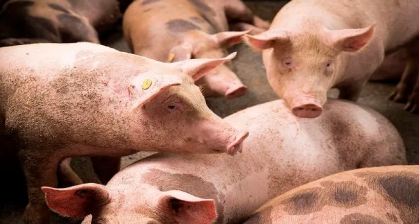 Florencia Arietto denunció que le robaron 15 lechones de un galpón y responsabilizó al gobierno bonaerense