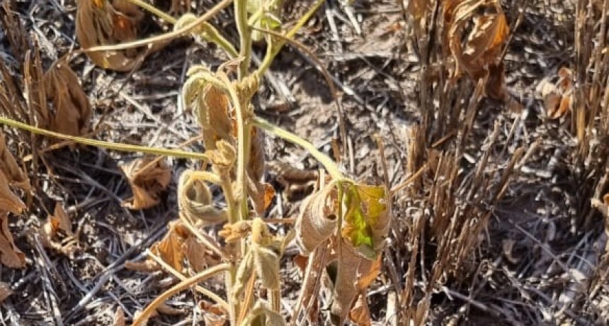 El día después de la sequía, sin poder cosechar o con bajos rindes los productores piensan en como seguir