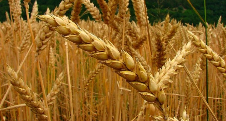 Afirman que se sembraría un 5% menos de trigo con respecto a la campaña 2023/24