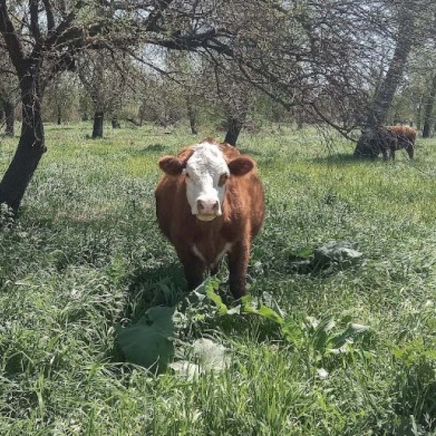 La importación de asado desde Brasil 