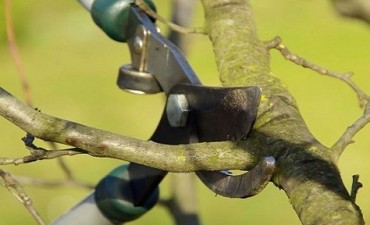 Informe municipal: Prohibición de poda