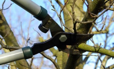 Poda de arboles prohibida