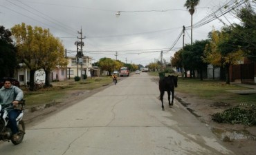 Ramallo: Un caballo suelto en plena calle Leloir