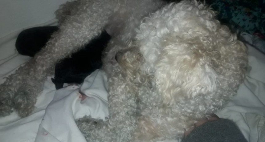 Historias en cuarentena: Dorys apareció junto a dos cachorritos...